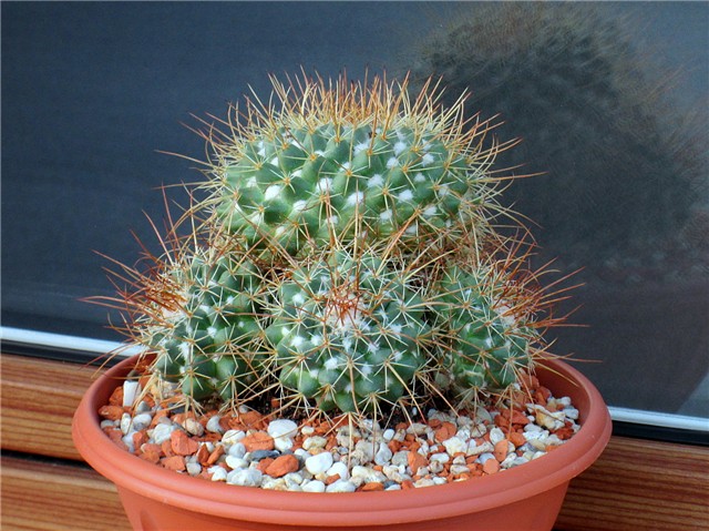 Mammillaria karwinskiana  